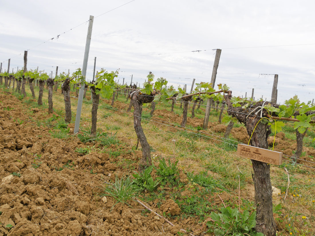 Виноградник на урожай